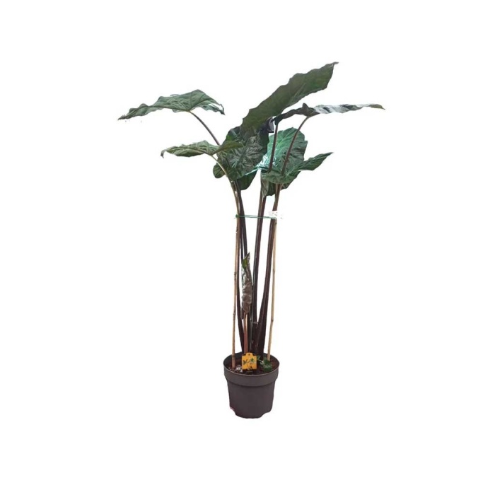 Alocasia (24 Cm Saksıda)