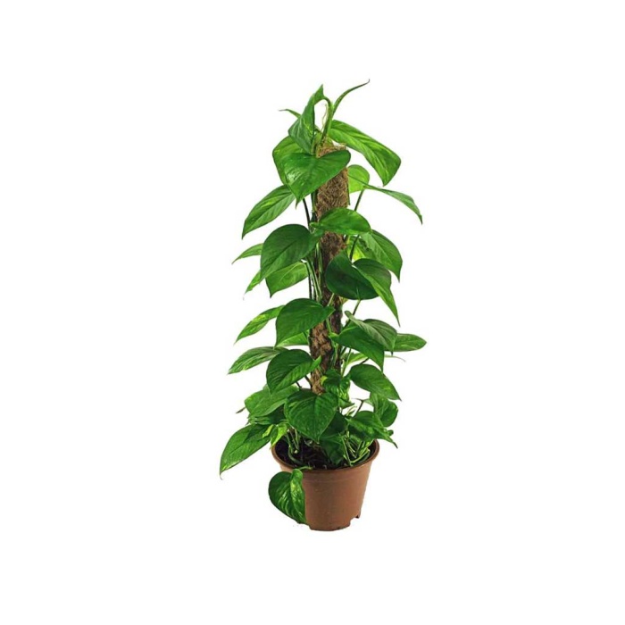 Scindapsus Pinnatum (19 Cm Saksıda)