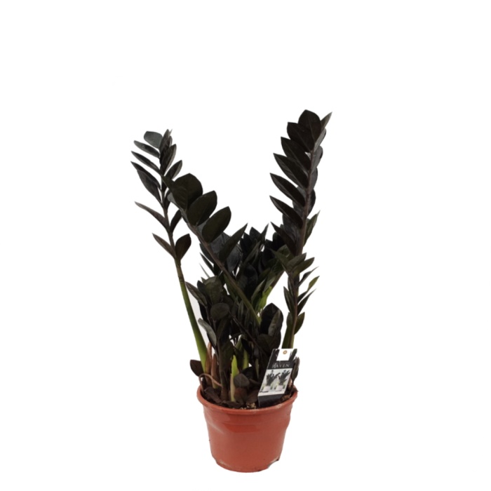 Siyah Zamia (14 Cm Saksıda)