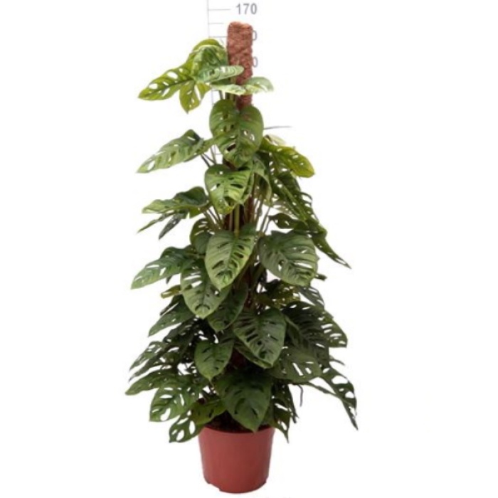 Monstera Obliqua - 170 Cm Boyunda