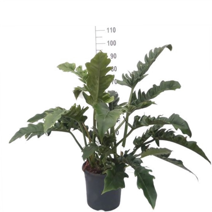 Philodendron - 100 Cm Boyunda
