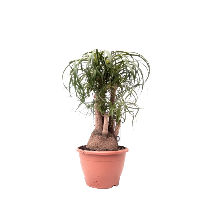 Nolina - Beaucarnea Recurvata - 80 Cm Boyunda