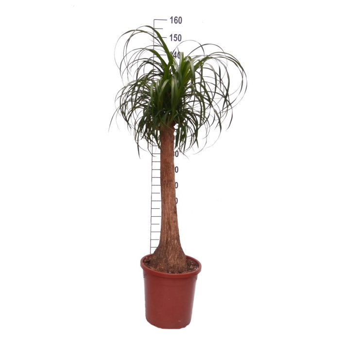 Nolina - Beaucarnea Recurvata - 140 Cm Boyunda