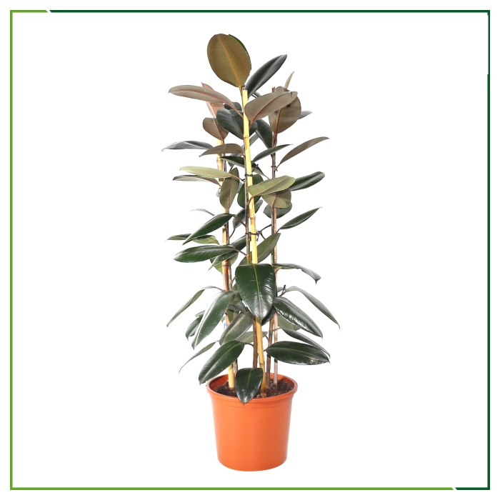 Ficus Elastica - Kauçuk Ağacı - 210 Cm Boyunda