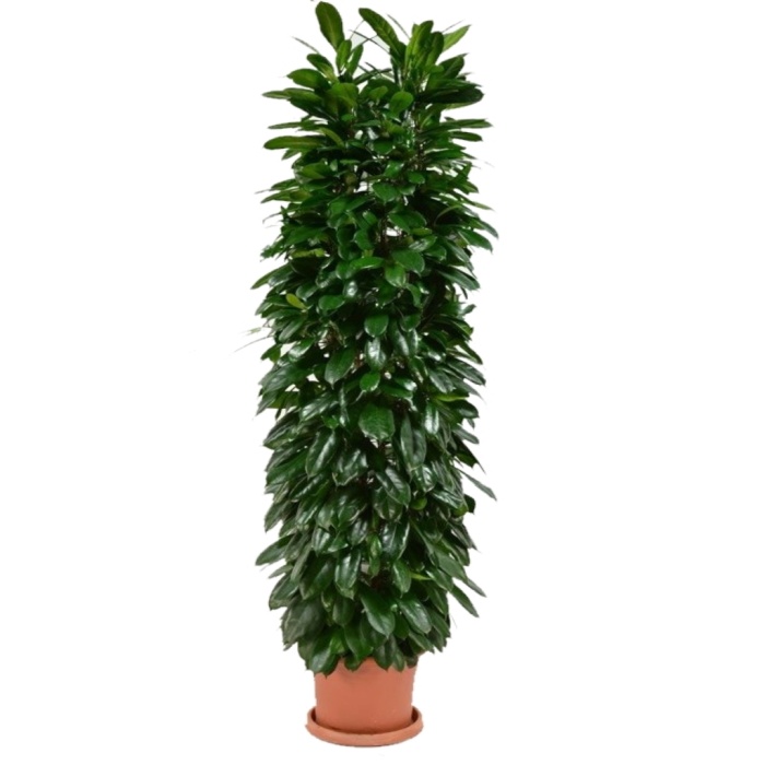 Ficus Cyathistipula - 240 Cm Boyunda