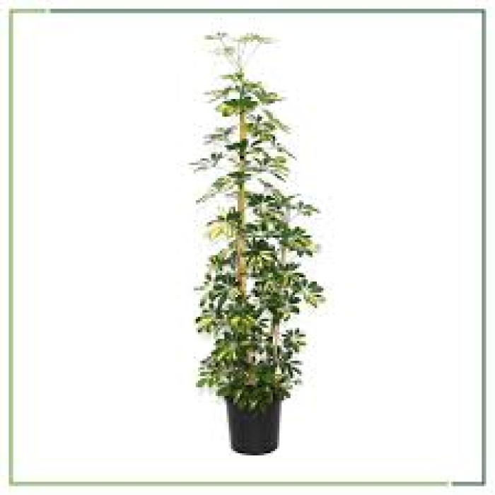 Schefflera(Şeflera) -  Şemsiye Ağacı - 160-180 Cm Boyları Arasında
