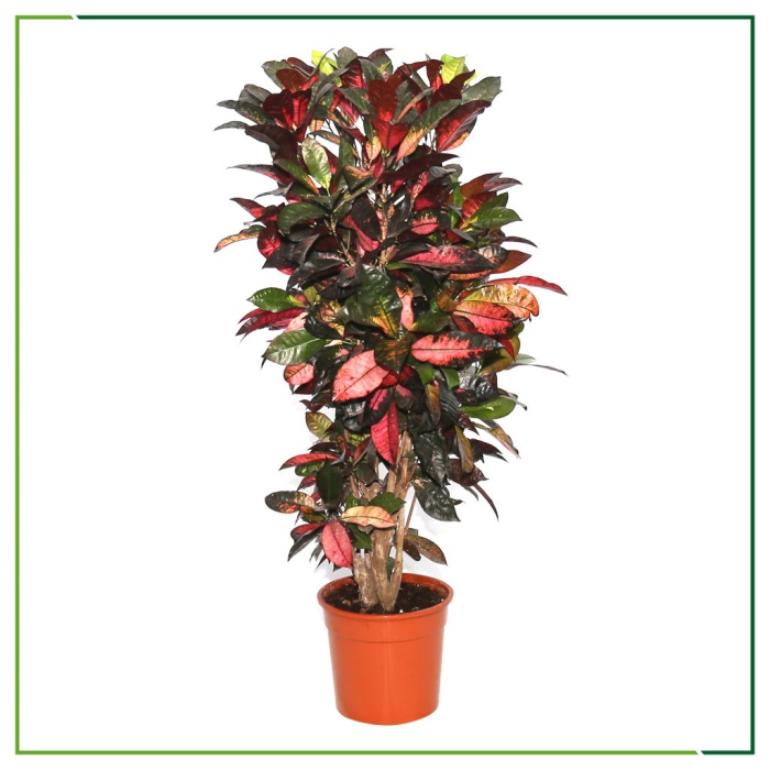 Croton Petra -  130 Cm Boyunda