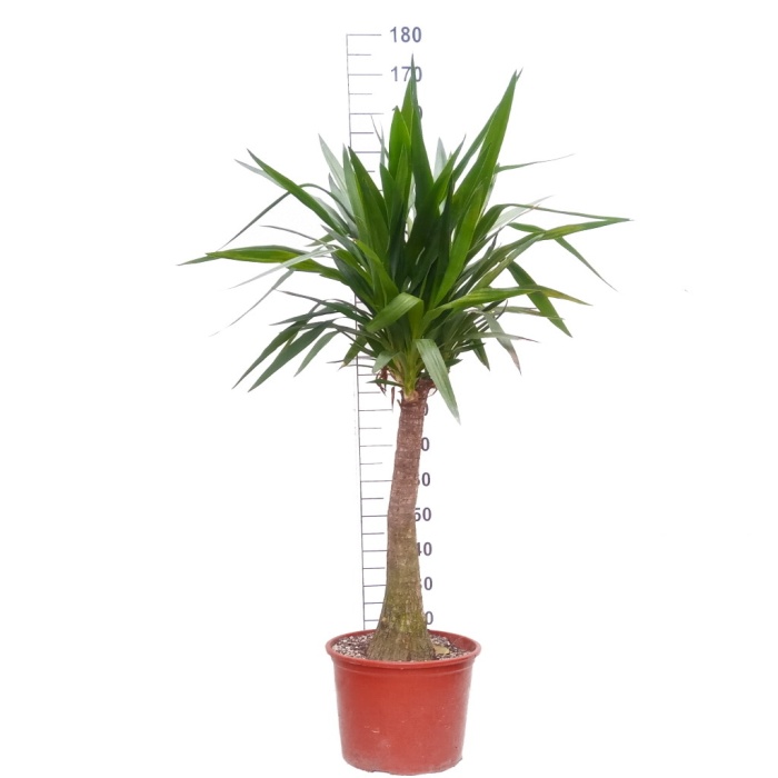Yucca ( Yukka )180 Cm
