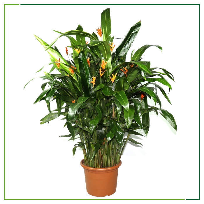 Heliconia 170 Cm