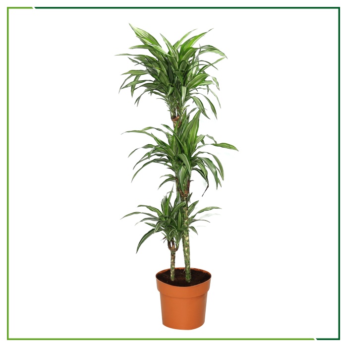 Dracaena Lemon Lime - 135 Cm Boyunda