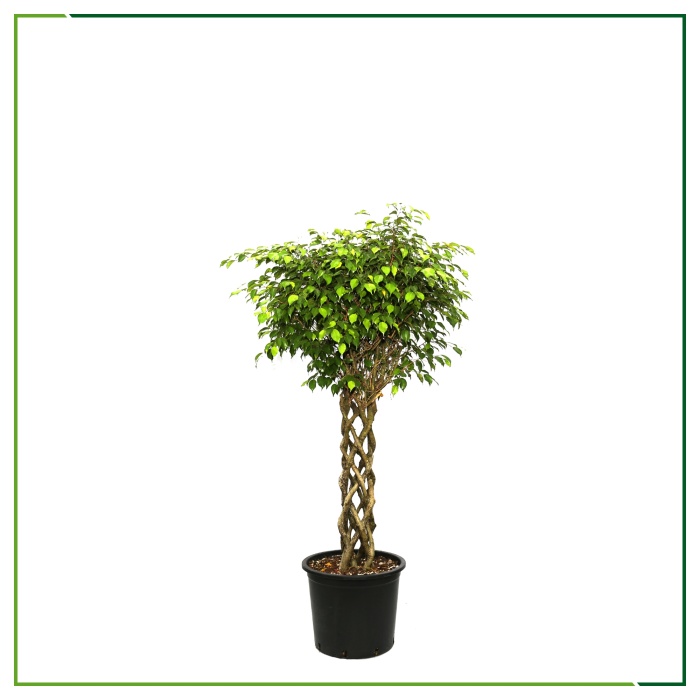 Ficus Benjamin - Kafes Gövdeli ( Yerli ) - 100 - 130 Cm Boyları Arasında
