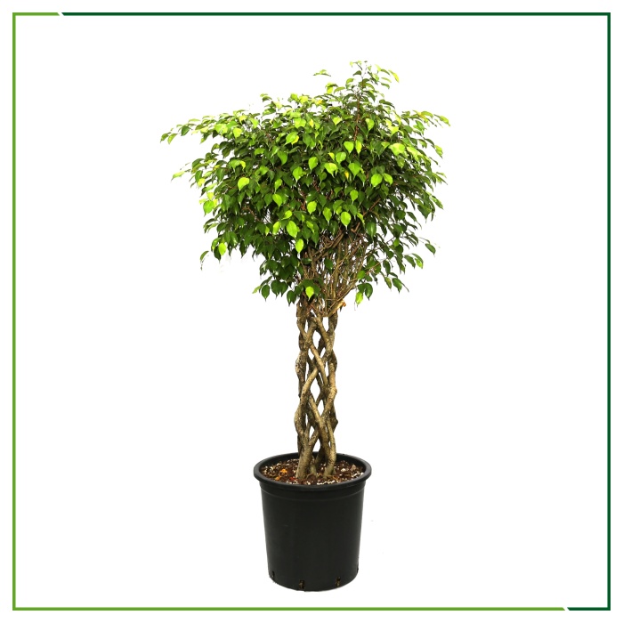 Ficus Benjamin - Kafes 170 Cm Boyunda