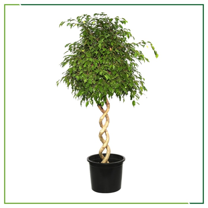 Ficus Benjamin - Burgu Gövdeli - 200 - 220 Cm Boyları Arasında