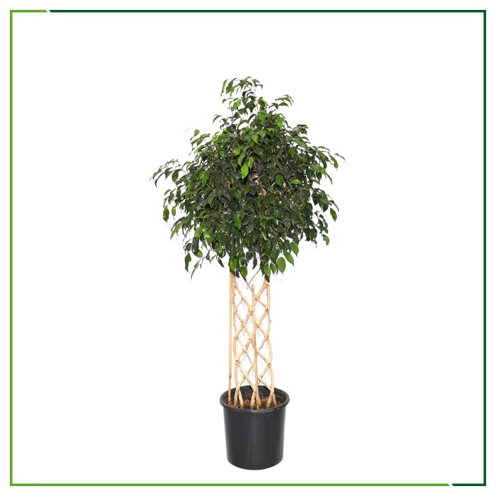 Ficus Benjamin - Düz Örgü - 130 Cm Boyunda