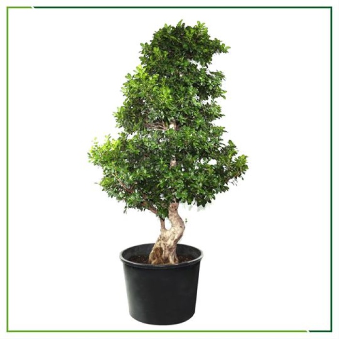 Bonsai Ağacı - 270 Cm Boyunda