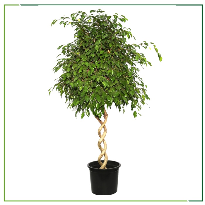 Ficus Benjamin Burgu - 270 Cm Boyunda