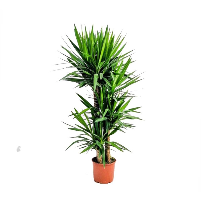 Yucca ( Yukka ) 160-180 Cm 4 Gövdeli