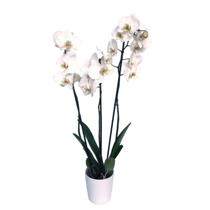 Üç Dal Beyaz Orkide (Canlı Bitki)