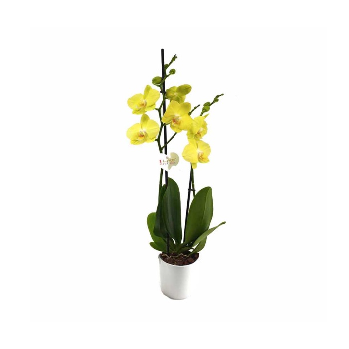 Çift Dal Sarı Orkide - Phalaenopsis