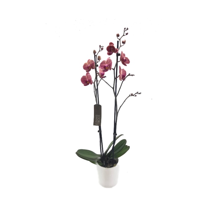 Çift Dal Mor Orkide - Phalaenopsis