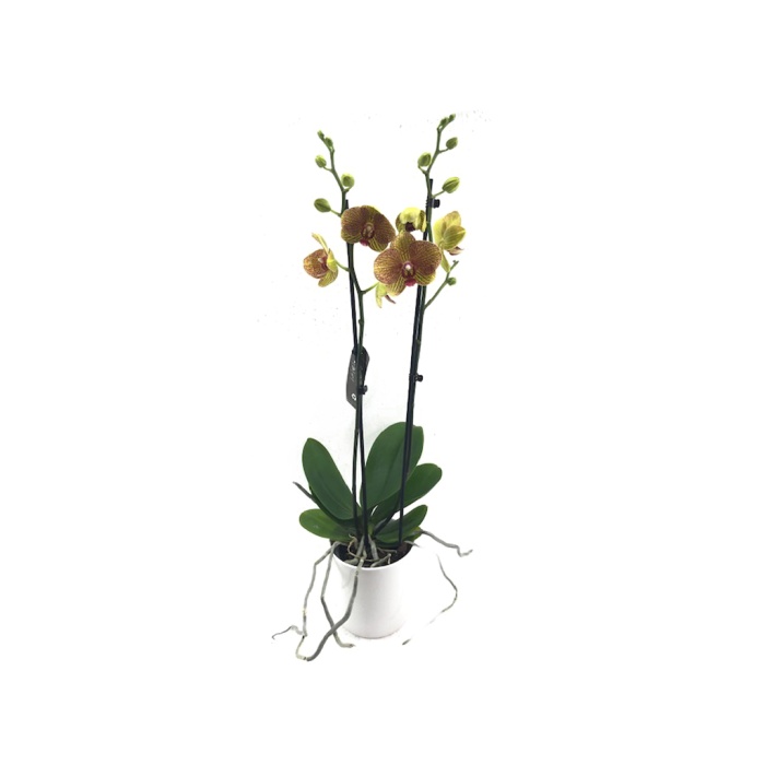 Çift Dal Sarı Kırçıllı Elit Renk Orkide - Phalaenopsis