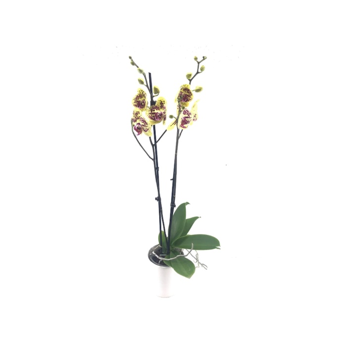 Çift Dal Sarı (Mor) Benekli Elit Renk Orkide - Phalaenopsis