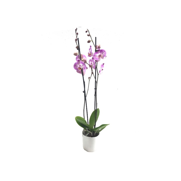 Çift Dal Mor Kırçıllı Elit Renk Orkide - Phalaenopsis