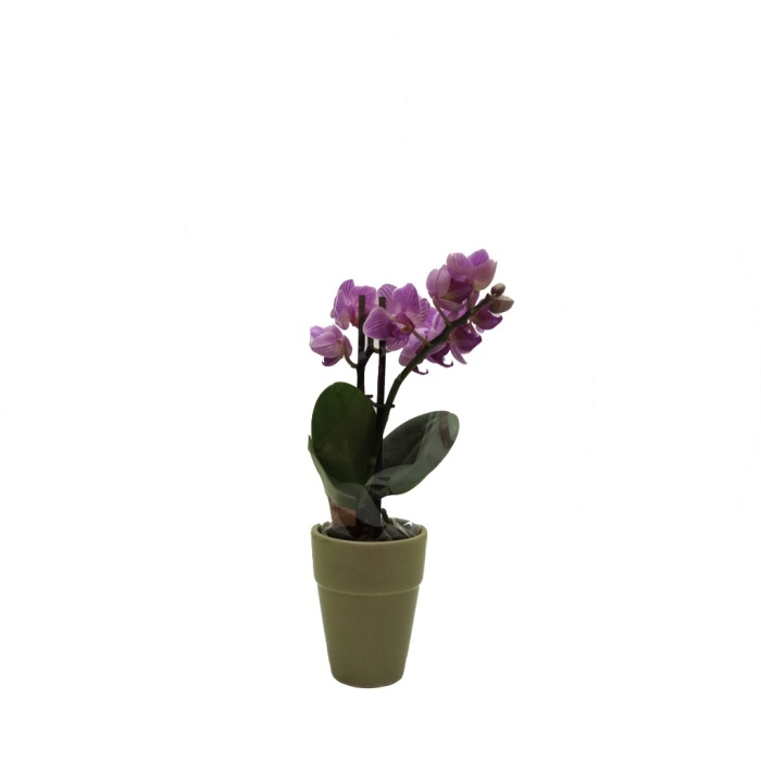 Mint Yeşili Seramik Saksıda Mini Orkide (Canlı Bitki)