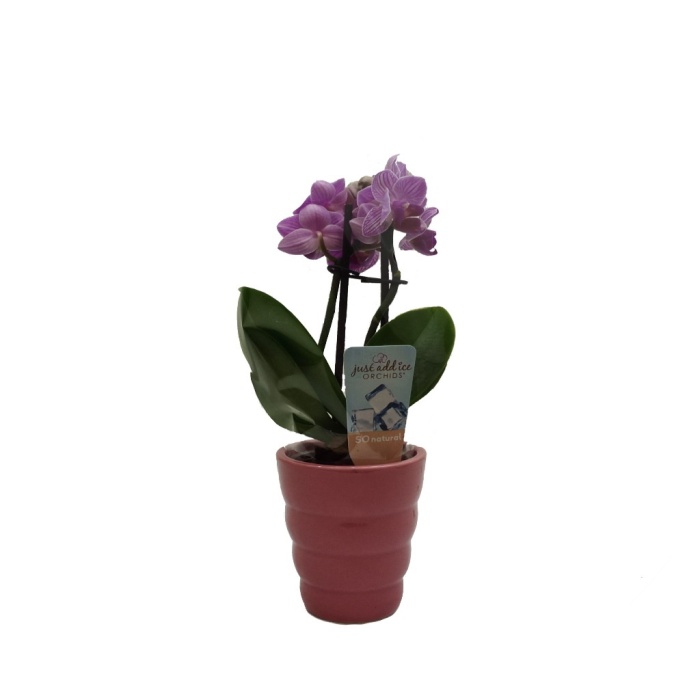 Pembe Seramik Saksıda Mini Orkide (Canlı Bitki)