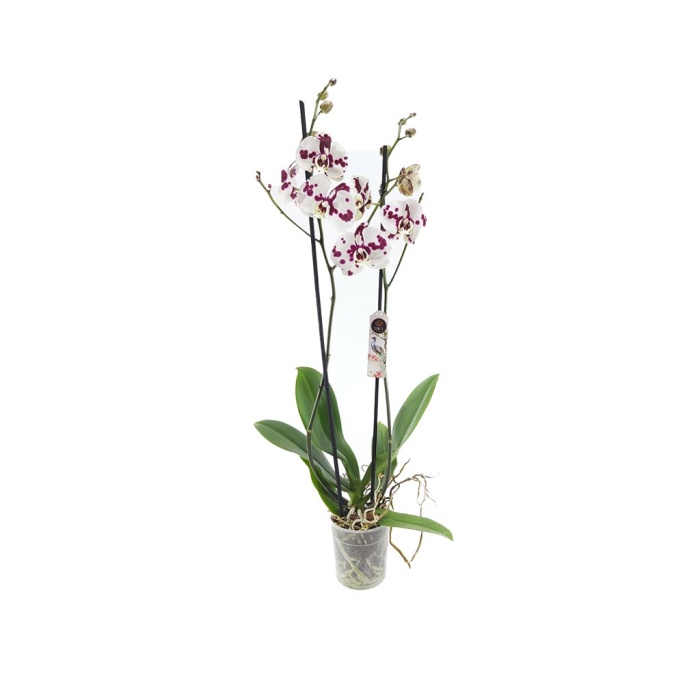 Çift Dal Beyaz Benekli Orkide (Canlı Bitki)