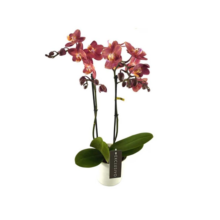 Çift Dal Özel Renk Midi Orkide