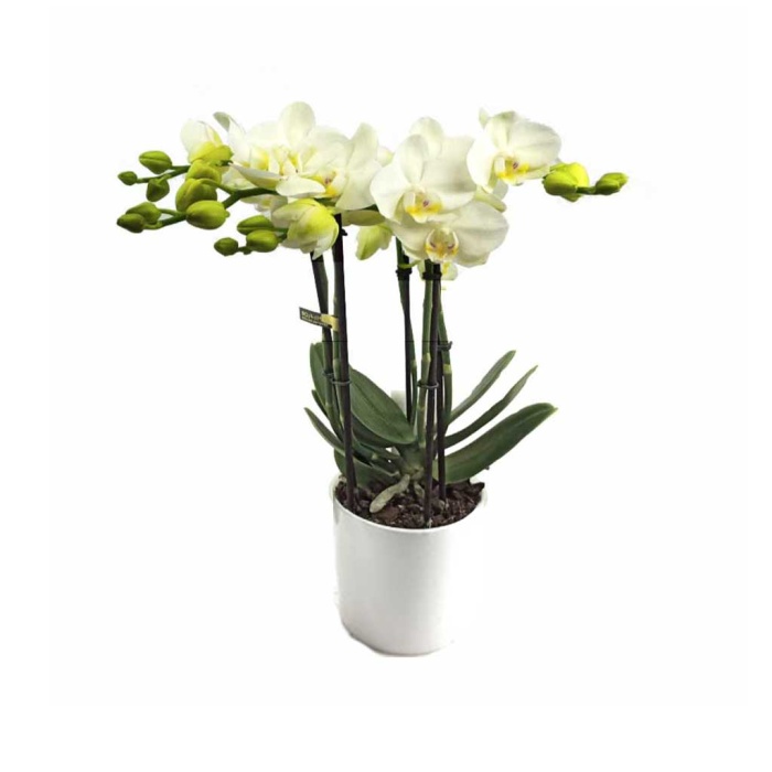 Midi 5 Dal Beyaz Orkide (Canlı Bitki) (50 Cm)