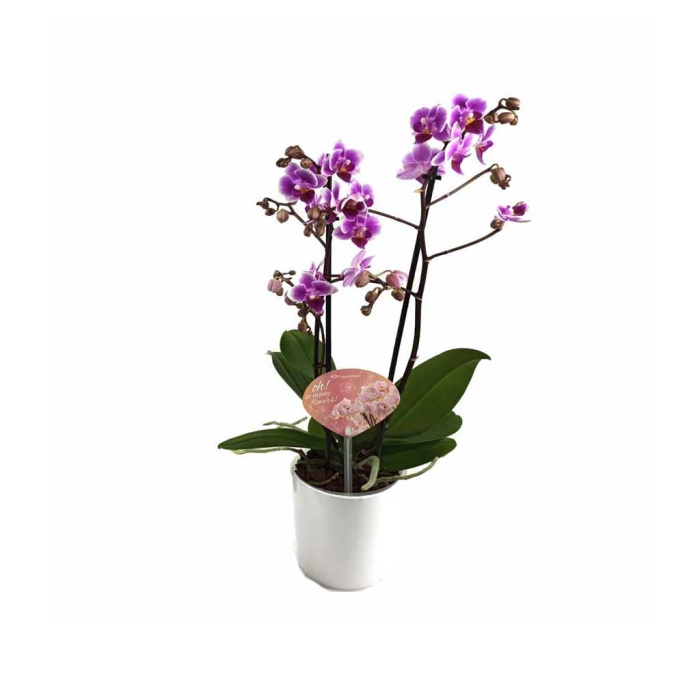 Midi Çift Dal Fuşya Orkide (Canlı Bitki) (50 Cm)