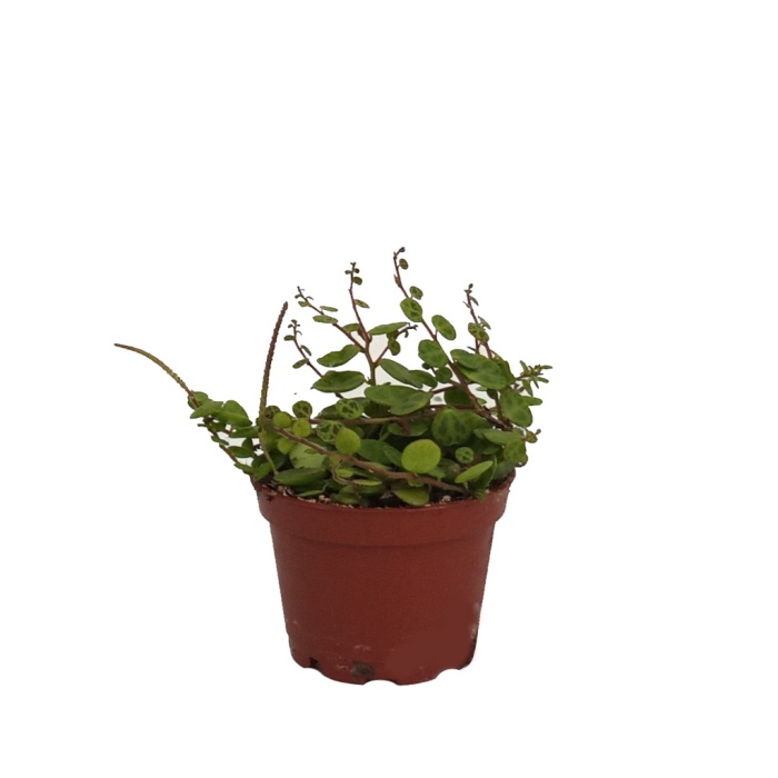 Peperomia Prostrata - 9 Cm Plastik Saksıda