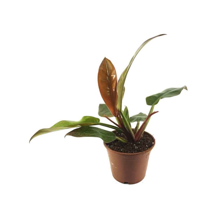 Philodendron  Prince Of Orange (14 Cm Saksıda)