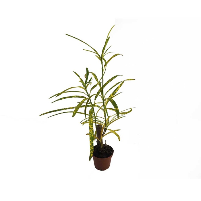 Polyscias (5,5 Cm Saksıda)