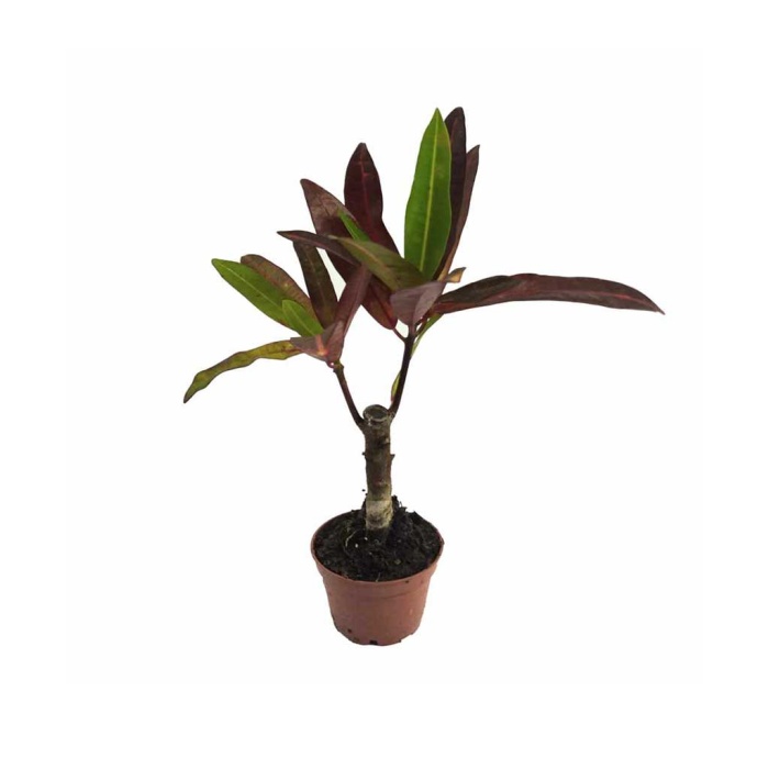 Polyscias (5,5 Cm Saksıda)