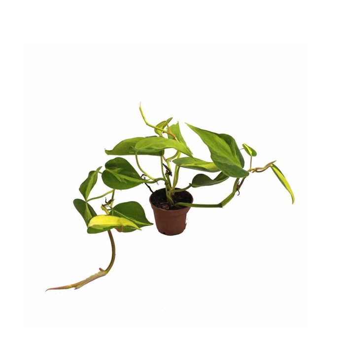 Philodendron Hederaceum Brasil (5,5 Cm Saksıda)