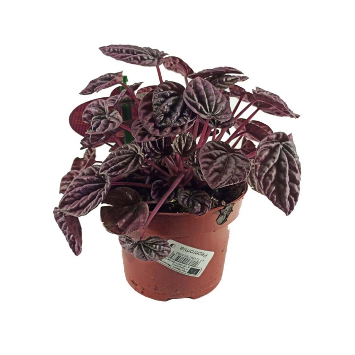 Peperomia Schumi Red (11 Cm Saksıda)