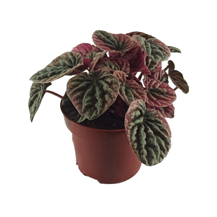 Peperomia Caperata Apricot (11 Cm Saksıda)