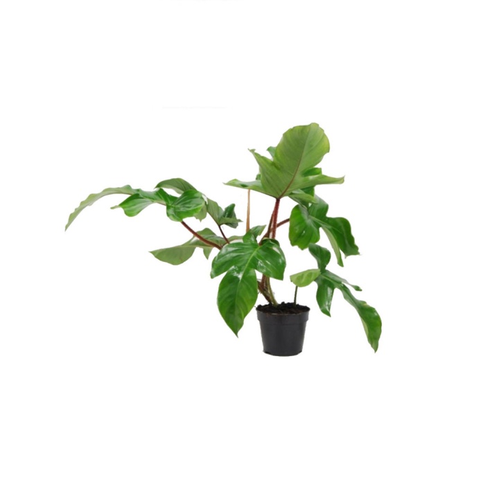 Philodendron Squamiferum- 15 Cm Plastik Saksıda