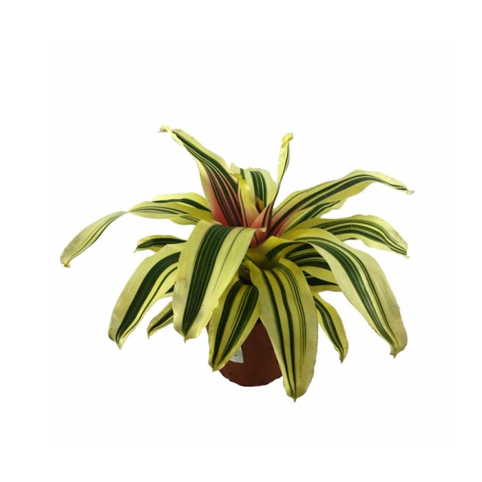 Neoregelia Carolinae (12 Cm Saksıda)