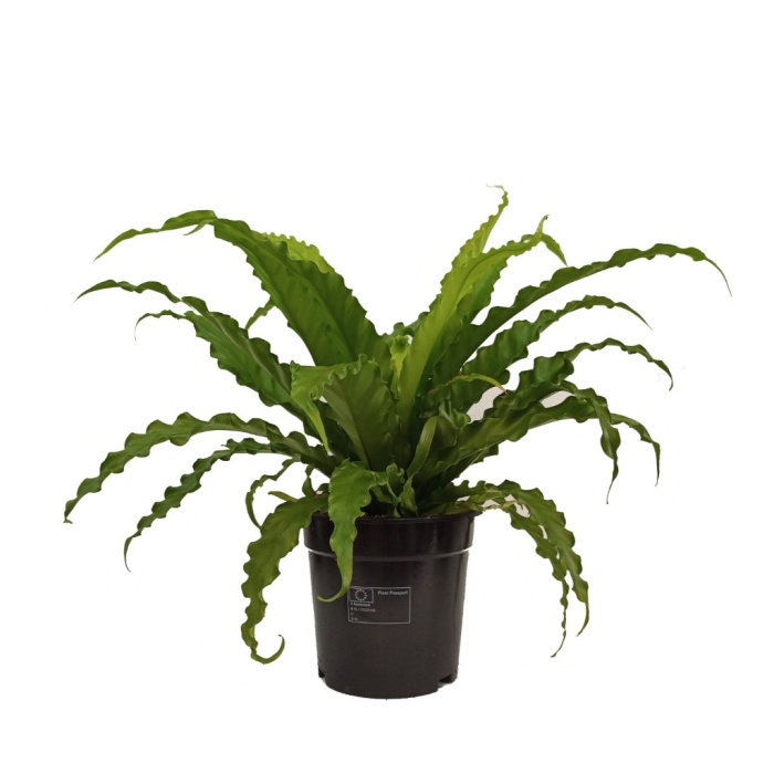 Asplenium (12 Cm Saksıda)