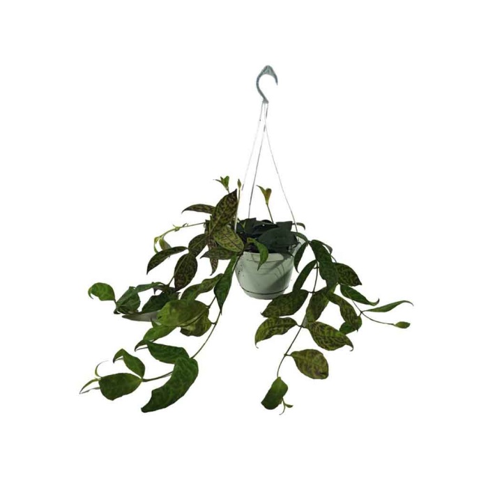 Aeschynanthus - Ruj Çiçeği (14 Cm Saksıda)