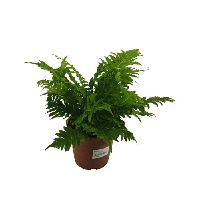 Blechnum (12 Cm Saksıda)