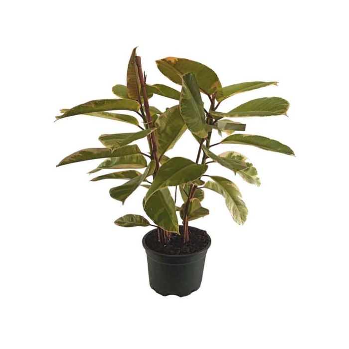 Ficus Elastica Tineke 2 Gövdeli (21 Cm Saksıda)