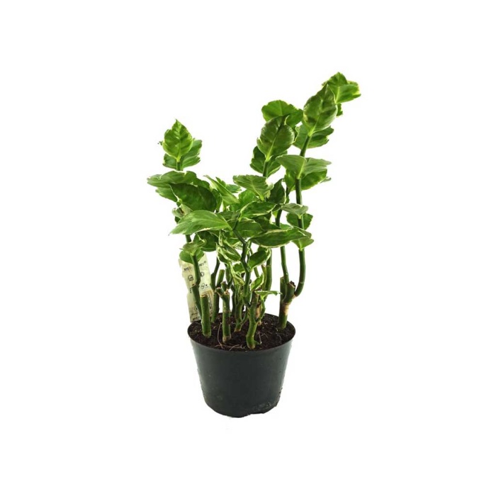 Pedilanthus (12 Cm Saksıda)
