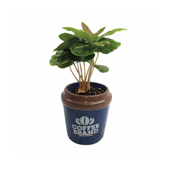 Coffea Arabica Özel Mavi Seramik Saksıda