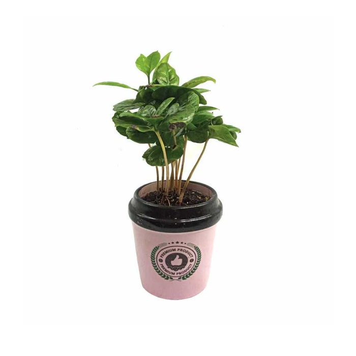 Coffea Arabica Özel Pembe Seramik Saksıda
