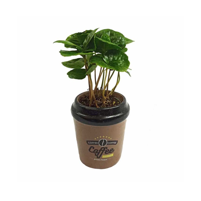 Coffea Arabica Özel Kahve Seramik Saksıda